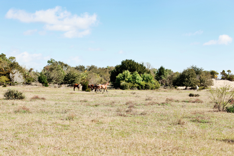 Local Love &ndash; Exploring Cumberland Island With the Greyfield Inn