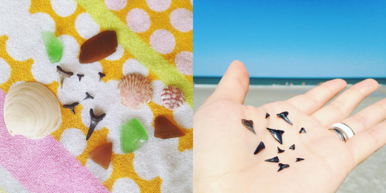 How to Find Shark Teeth